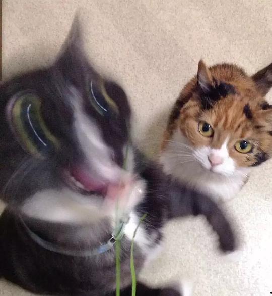 三花猫的两个老公娱乐吃瓜酱,两个老公的娱乐吃瓜日常