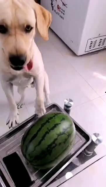 娱乐吃瓜酱送小狗视频在线观看