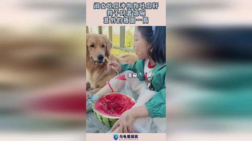 娱乐吃瓜酱送小狗视频在线观看